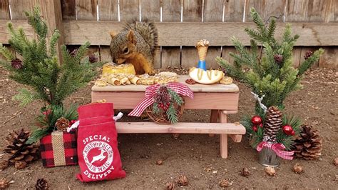 Photos: Squirrels in Englewood feasting on Christmas
