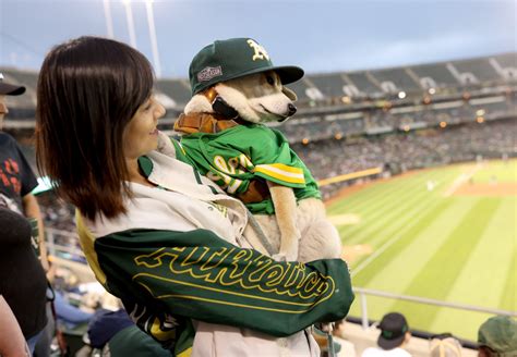 Photos: The Coliseum goes to the dogs as Oakland A’s host “Bark in the Park”