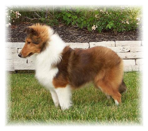 Photos - Oak Knoll Shelties