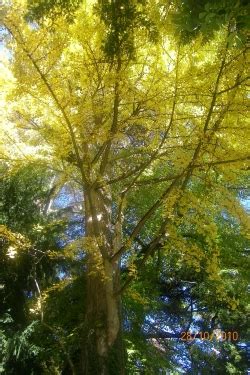 Photos of Ginkgos (Ginkgo biloba), MonumentalTrees.com