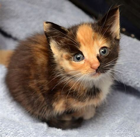 Photos of calico kittens. Browse 5,700+ images of calico kittens stock photos and images available, or start a … 