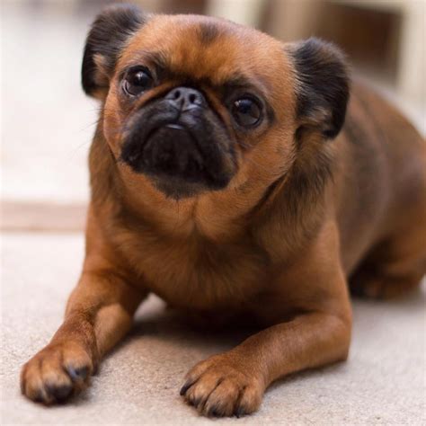 The average size of this dog is 9 to 11 inches (230–280 mm) tall, the Brussels Griffon’s average weight is between 8 to 10 pounds (4–5 kg). Brussels Griffon Colors. The breed come in four different colors: red, a black and red brown called belge, black and tan, and black. Brussels Griffon have two different coat types: rough coat or ...