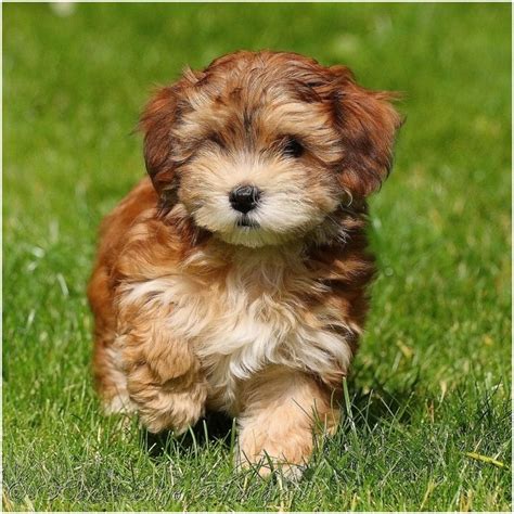 Photos of havanese dogs. Things To Know About Photos of havanese dogs. 
