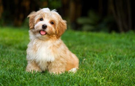 Nov 1, 2023 · The 28 Havanese Mixes. 1. Havachon (Havanese x Bichon Frise Mix) Image Credit: BigandtPhotography, Shutterstock. The Havachon often resembles a cloud, and he is one of the fluffiest dogs on our list of Havanese Mixed Breeds. He will weigh between 7 to 18 pounds and has the cutest button eyes. . Photos of havanese dogs