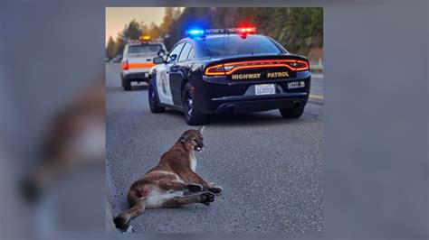 Photos show injured mountain lion on Interstate 80 in Placer County