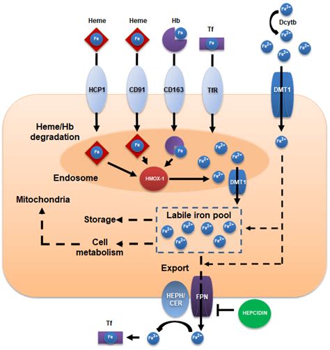 Photosensitivity of Iron Chelates Nature