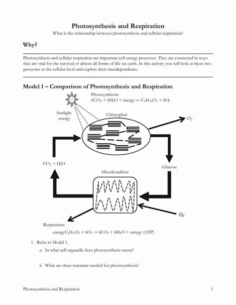 Photosynthesis And Cellular Respiration Worksheet Answer Key