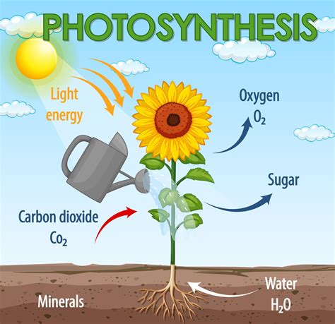 Photosynthesis Diagram