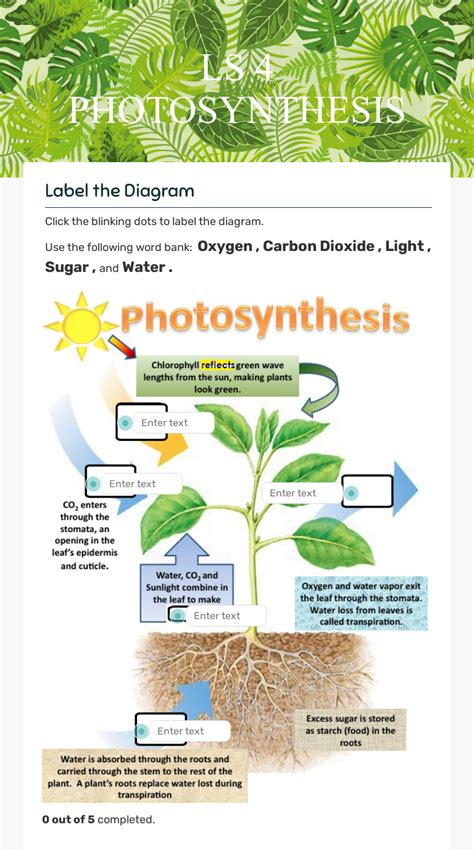 Photosynthesis Diagrams Answers
