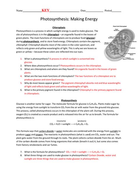 Photosynthesis Worksheet Answer Key