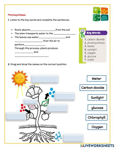 Photosynthesis interactive activity for 2. You can do the exercises