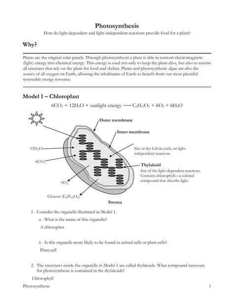 Photosynthesis Pogil - Key. PDF worksheet with Answer key. Subject.