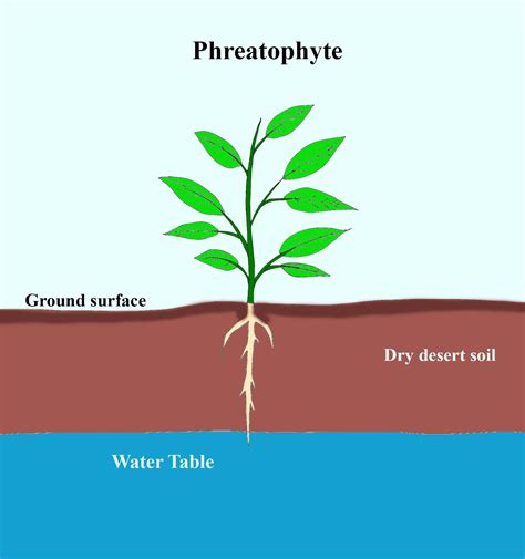 15 thg 6, 2021 ... Water and nutrients play important roles in the survival and growth of plants in arid and nutrient-poor desert ecosystems. Phreatophytes ....