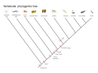 Phylogenetic Tree Diagram Template Phylogenetic Tree