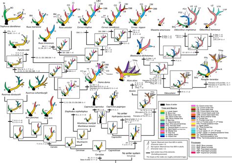 Phylogenetic invariants - Wikipedia