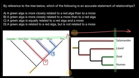 Phylogenetic tree - YouTube