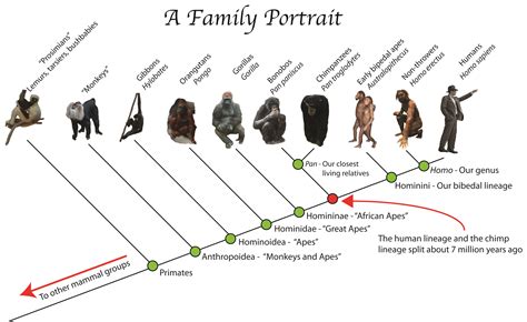 Phylogenetic tree. Phylogenetic tree of human, …