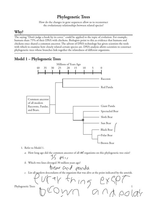 Phylogenetic Tree POGIL Answers Key: Unl