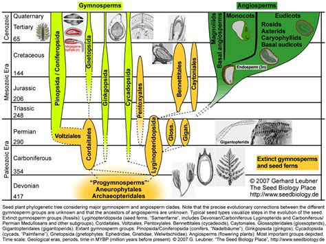 Phylogeny And Evolution Of Angiosperms