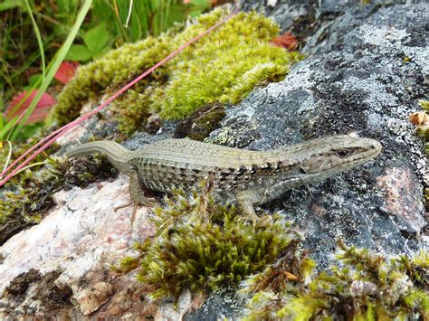 Phylogeography of the Northern Alligator Lizard (Squamata, …