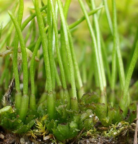 Phylum Anthocerotophyta Introduction to Bryophytes