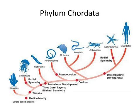 Phylum Chordata Characteristics Chart