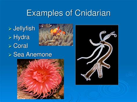 Phylum Cnidaria manoa.hawaii.edu/ExploringOurFluidEarth