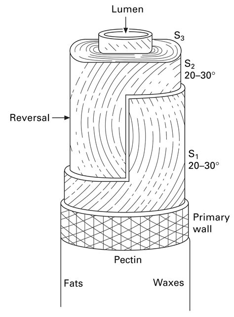 Physical, Chemical and Morphological Structure of Cotton …