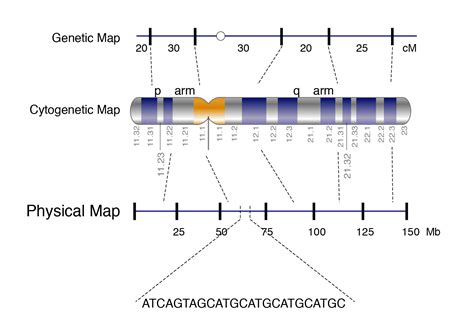 Physical Map - Genome.gov