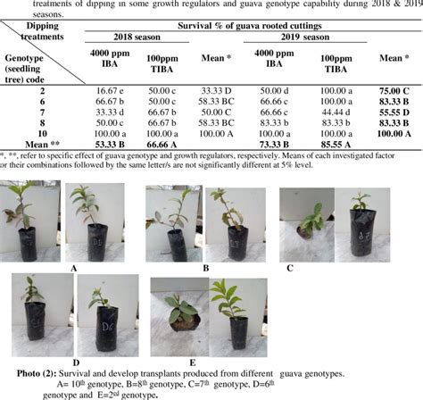 Physico-chemical analysis some guava genotypes during rainy …