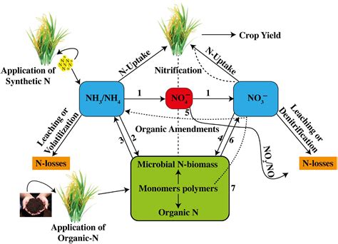 Physiological nitrogen efficiency in rice: Nitrogen utilization ...