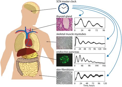 Physiological significance of a peripheral tissue circadian clock