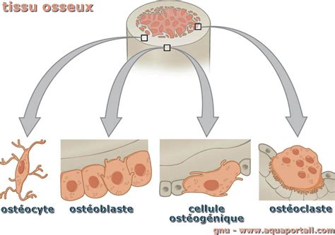 Physiologie et pathologie du tissu osseux. - Meaning into words upper intermediate guide.