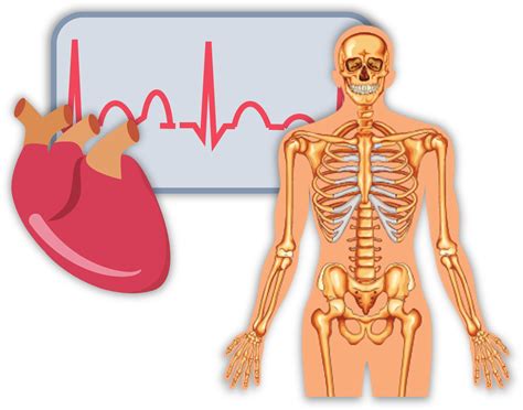 Physiologie und Anatomie · Studyflix