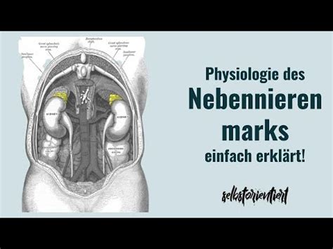 Physiologisch morphologische untersuchungen über die innervation des nebennierenmarks beim hund. - A guide to hajj 1st published.