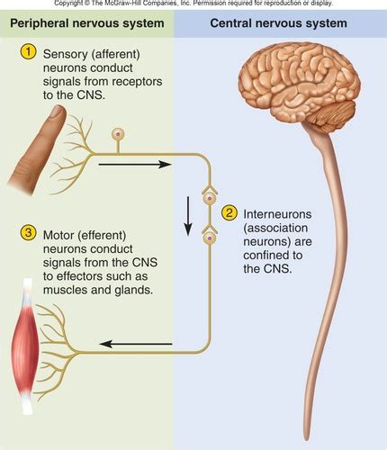 Physiology Chapter 12 homework Flashcards Quizlet