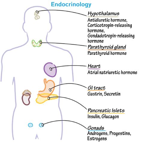 Physiology Glossary: Endocrine System Overview Draw It to Know It