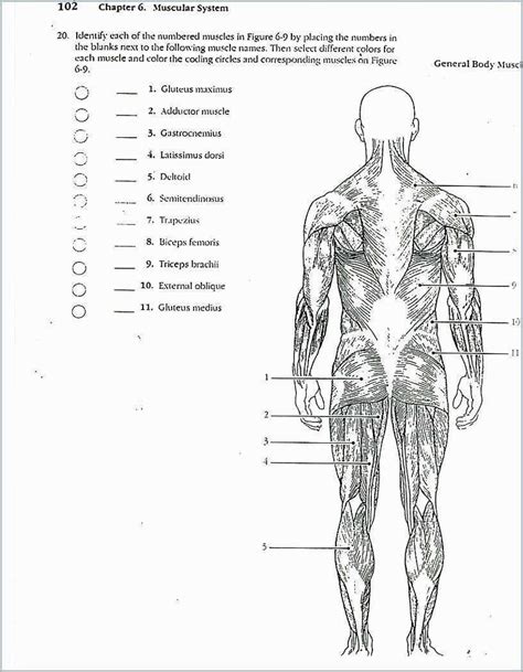 Physiology Key Anatomy Work Coloring Answers