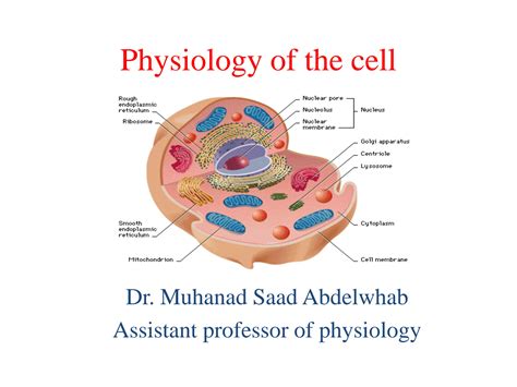 Physiology of a cell. .  <a href=https://malimadiving.lk/assets/images/1ox3o...
