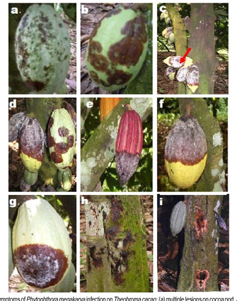 Seven Phytophthora species have been report