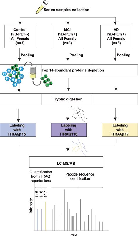 PiB-PET Imaging-Based Serum Proteome Profiles Predict Mild