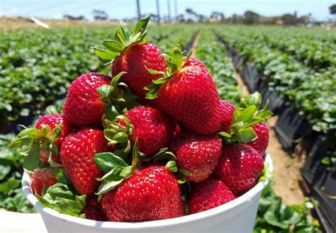 Pick fresh strawberries at this family-owned farm in Carlsbad