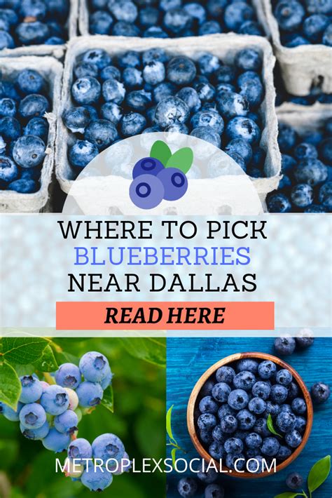 Pick your own blueberries near me. Things To Know About Pick your own blueberries near me. 