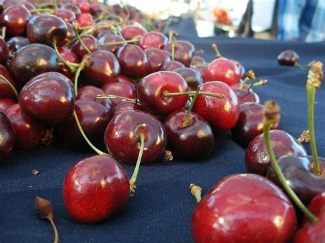 Pick-your-own cherries season has arrived in the Bay; here’s where to go