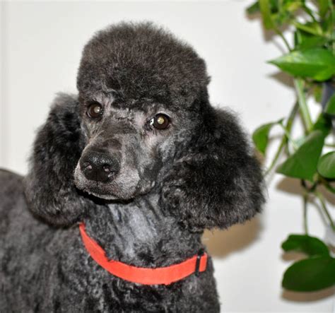 Standard Poodle. The Standard Poodle was the 