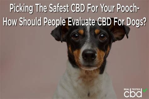 Picking The Safest CBD For Your Pooch- How Should People Evaluate CBD For Dogs?