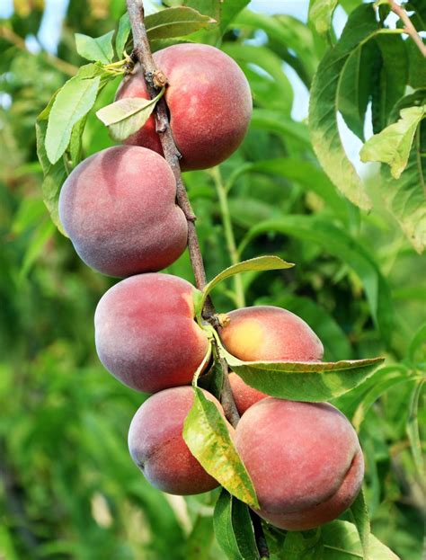 Picking peaches near me. Things To Know About Picking peaches near me. 