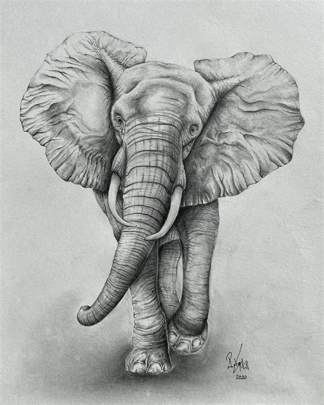Pics Of Elephants To Draw