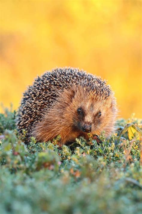 Pics Of The Hedgehog Pictures, Images and Stock Photos