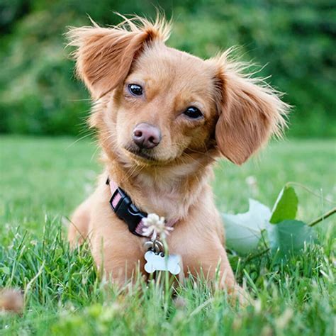 Nov 17, 2023 · Pictures of Chiweenie Puppies. Chiweenie puppies may look more doxie-like, more chihuahua-like, or they may be a combination of both. ©Orvlyn/iStock via Getty Images. Chiweenie puppies are adorable little dogs that make great pets for first-time owners. ©Orvlyn/iStock via Getty Images. These little cuties come in a variety of colors..